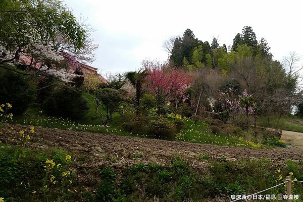 2016/04 日本/福島 三春瀧櫻