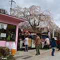 2016/04 日本/福島 三春瀧櫻