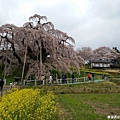 2016/04 日本/福島 三春瀧櫻