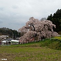 2016/04 日本/福島 三春瀧櫻