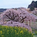 2016/04 日本/福島 三春瀧櫻