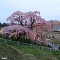 2016/04 日本/福島 三春瀧櫻