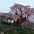 2016/04 日本/福島 三春瀧櫻