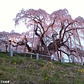 2016/04 日本/福島 三春瀧櫻