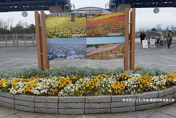 2016/04日本/茨城 国営ひたち海浜公園