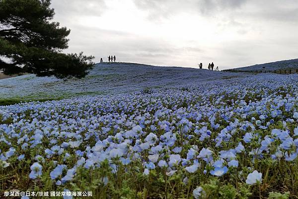 2016/04日本/茨城 国営ひたち海浜公園