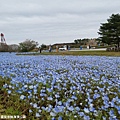 2016/04日本/茨城 国営ひたち海浜公園