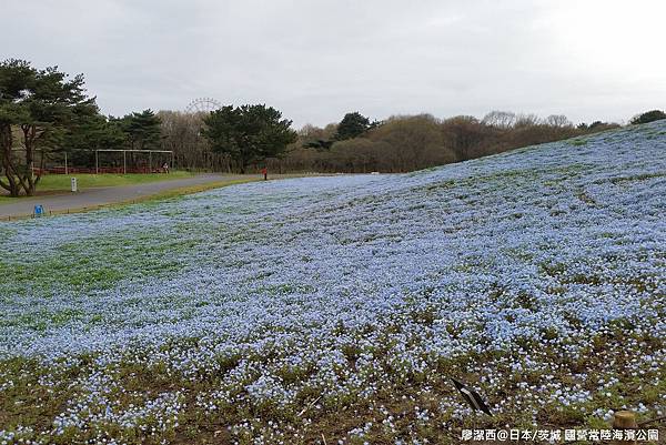 2016/04日本/茨城 国営ひたち海浜公園