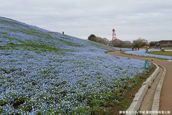 2016/04日本/茨城 国営ひたち海浜公園