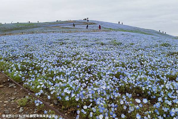 2016/04日本/茨城 国営ひたち海浜公園