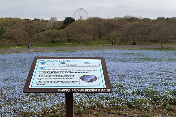 2016/04日本/茨城 国営ひたち海浜公園