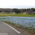 2016/04日本/茨城 国営ひたち海浜公園