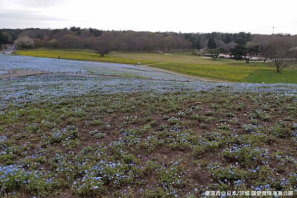 2016/04日本/茨城 国営ひたち海浜公園