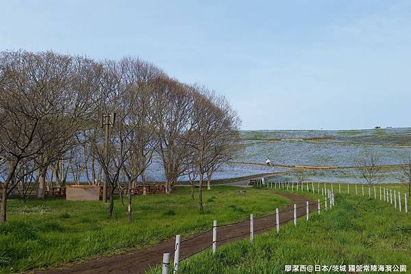 2016/04日本/茨城 国営ひたち海浜公園