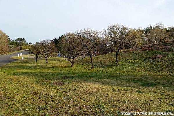 2016/04日本/茨城 国営ひたち海浜公園