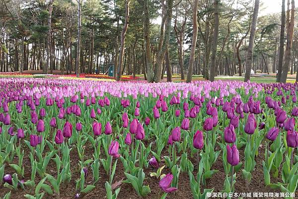 2016/04日本/茨城 国営ひたち海浜公園