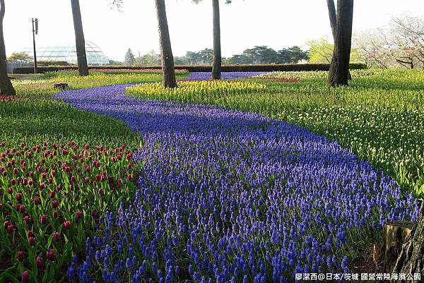 2016/04日本/茨城 国営ひたち海浜公園