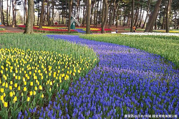 2016/04日本/茨城 国営ひたち海浜公園