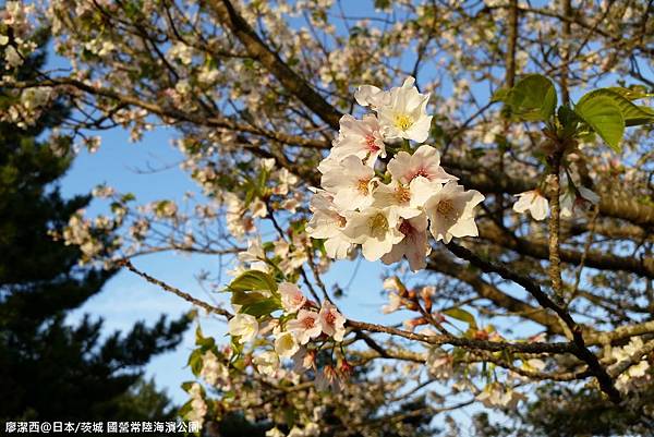 2016/04日本/茨城 国営ひたち海浜公園