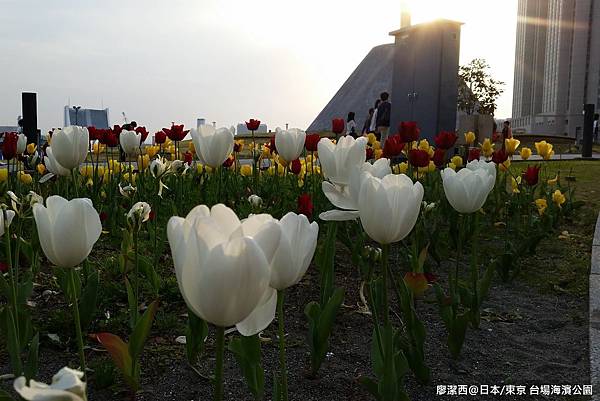 2016/04日本/東京 台場海濱公園