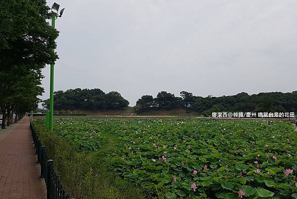 2017/07韓國/慶州 瞻星台景區
