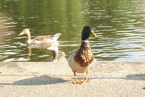 【德國/慕尼黑】奧林匹克公園