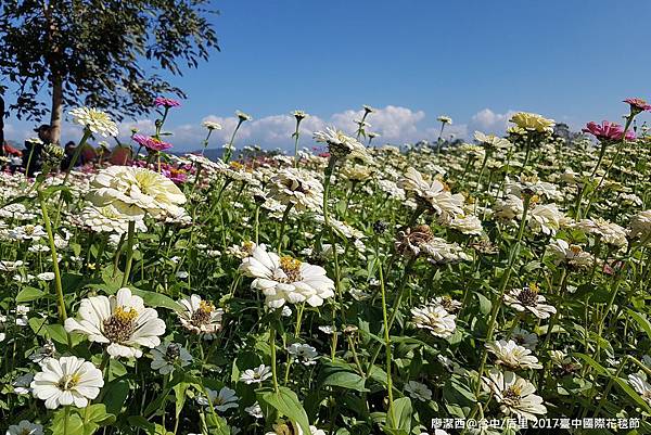 【台中/后里】2017臺中國際花毯節