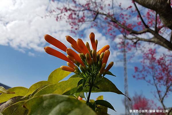 【苗栗/銅鑼】環保公園