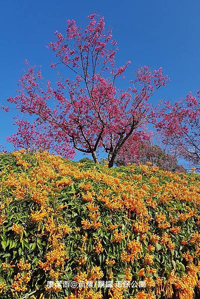 【苗栗/銅鑼】環保公園