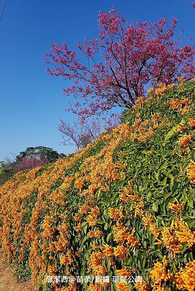 【苗栗/銅鑼】環保公園