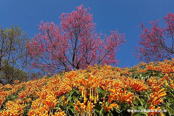 【苗栗/銅鑼】環保公園