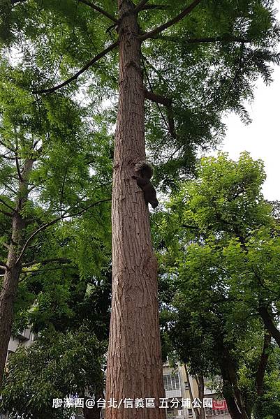 【台北/信義區】五分埔公園 【台北/信義區】五分埔公園