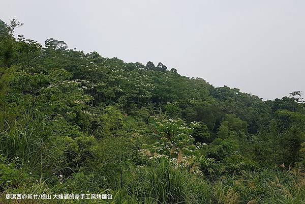 【新竹/橫山】大嬸婆的家手工窯烤麵包