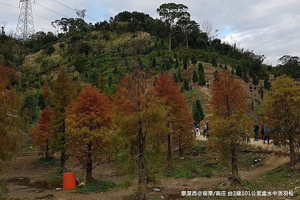 【苗栗/南庄】蘇維拉莊園餐廳附屬落羽松景點