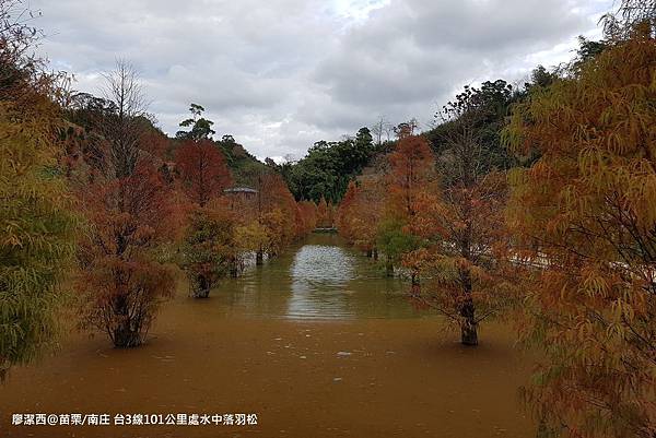 【苗栗/南庄】蘇維拉莊園餐廳附屬落羽松景點