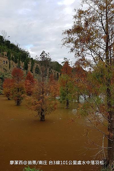 【苗栗/南庄】蘇維拉莊園餐廳附屬落羽松景點