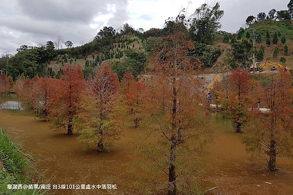 【苗栗/南庄】蘇維拉莊園餐廳附屬落羽松景點