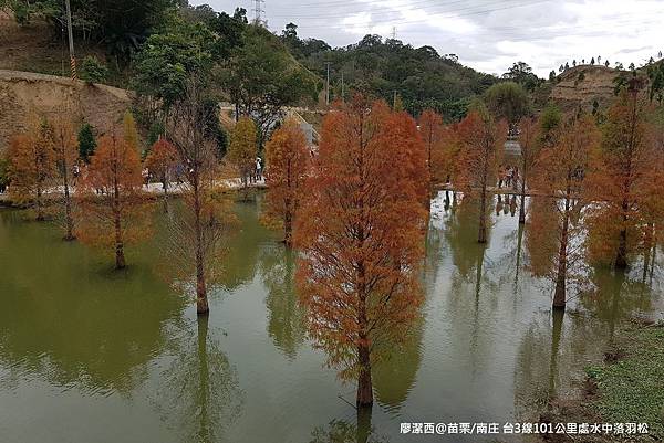 【苗栗/南庄】蘇維拉莊園餐廳附屬落羽松景點