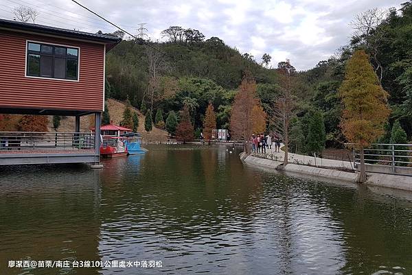 【苗栗/南庄】蘇維拉莊園餐廳附屬落羽松景點