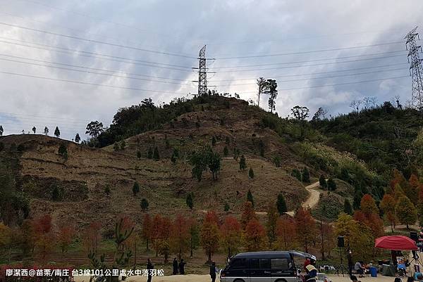 【苗栗/南庄】蘇維拉莊園餐廳附屬落羽松景點