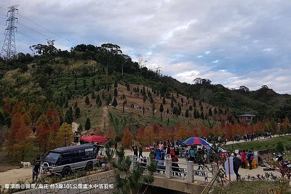 【苗栗/南庄】蘇維拉莊園餐廳附屬落羽松景點