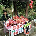 【苗栗/南庄】蘇維拉莊園餐廳附屬落羽松景點