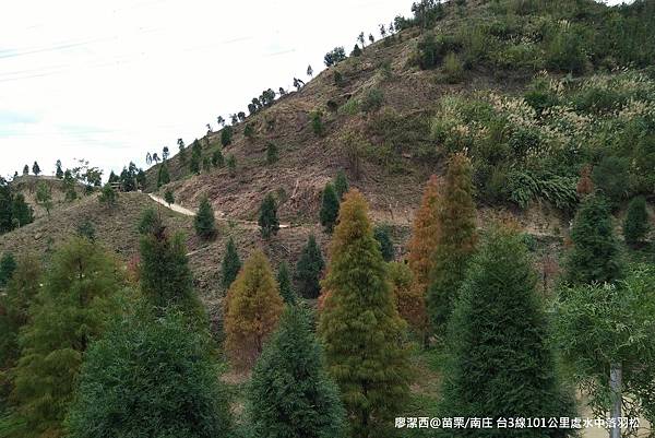 【苗栗/南庄】蘇維拉莊園餐廳附屬落羽松景點