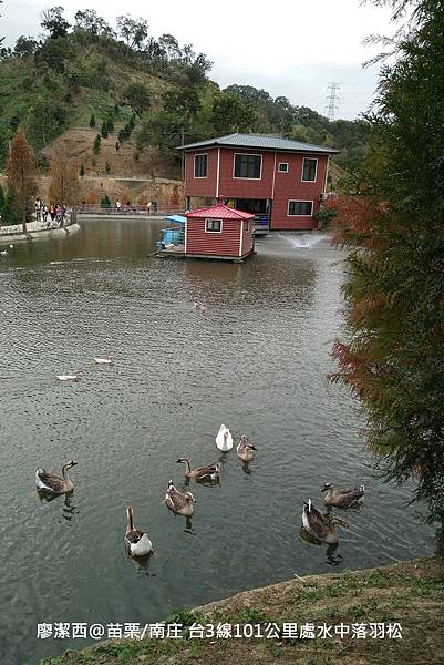 【苗栗/南庄】蘇維拉莊園餐廳附屬落羽松景點