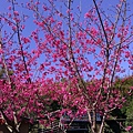 【新竹/橫山】大嬸婆的家手工窯烤麵包
