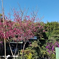 【新竹/橫山】大嬸婆的家手工窯烤麵包