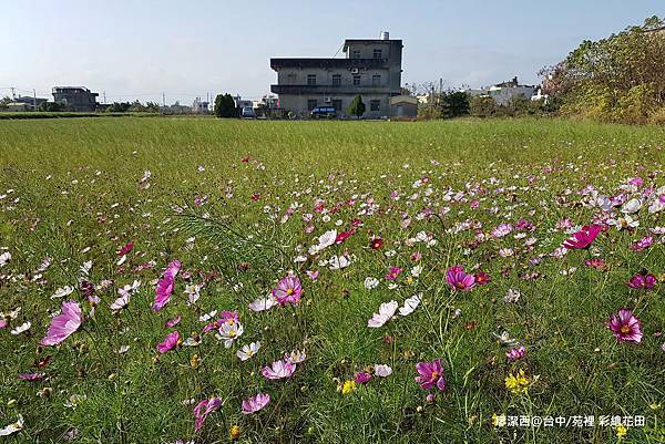 【台中/苑裡】彩繪稻田