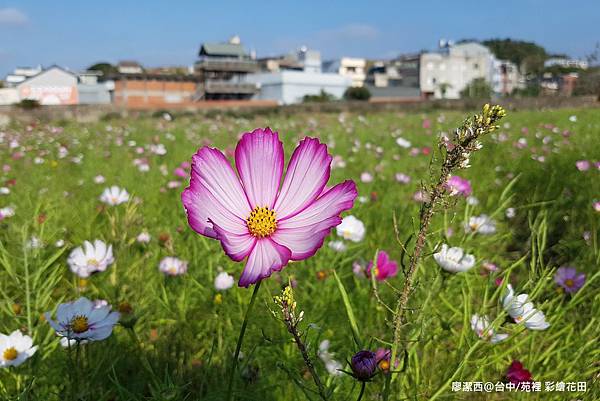 【台中/苑裡】彩繪稻田