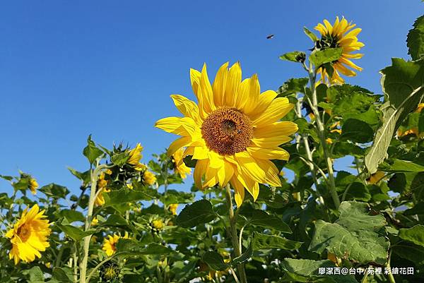 【台中/苑裡】彩繪稻田