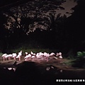 2018/08 新加坡/北區萬禮 新加坡夜間動物園